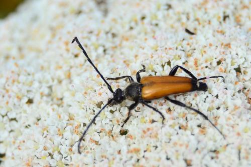 Stictoleptura fulva